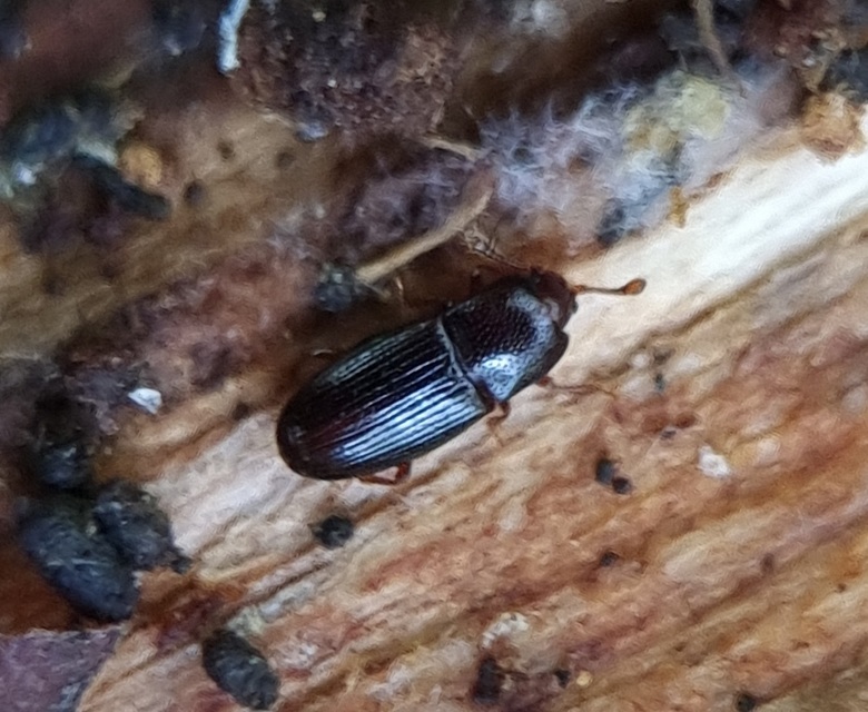 Cerylonidae - kéregbogárfélék Cerylonidae - kéregbogárfélék