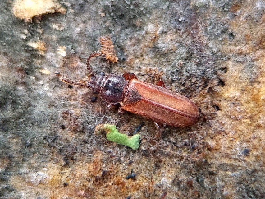 Pediacus dermestoides - bunkóscsápú lapbogár