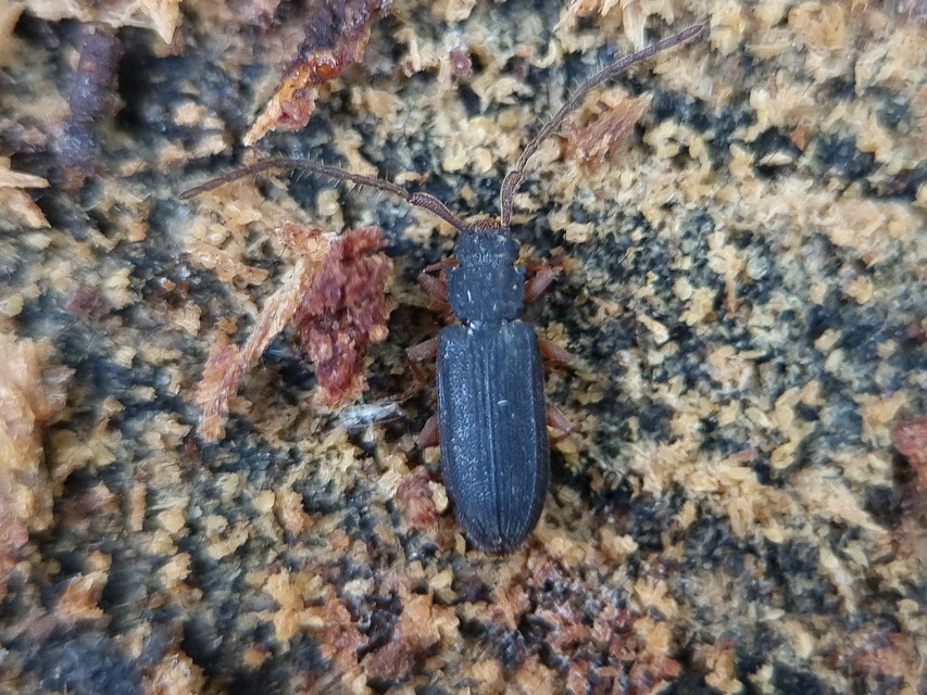 Uleiota planatus - hosszúcsápú fogasnyakú-lapbogár
