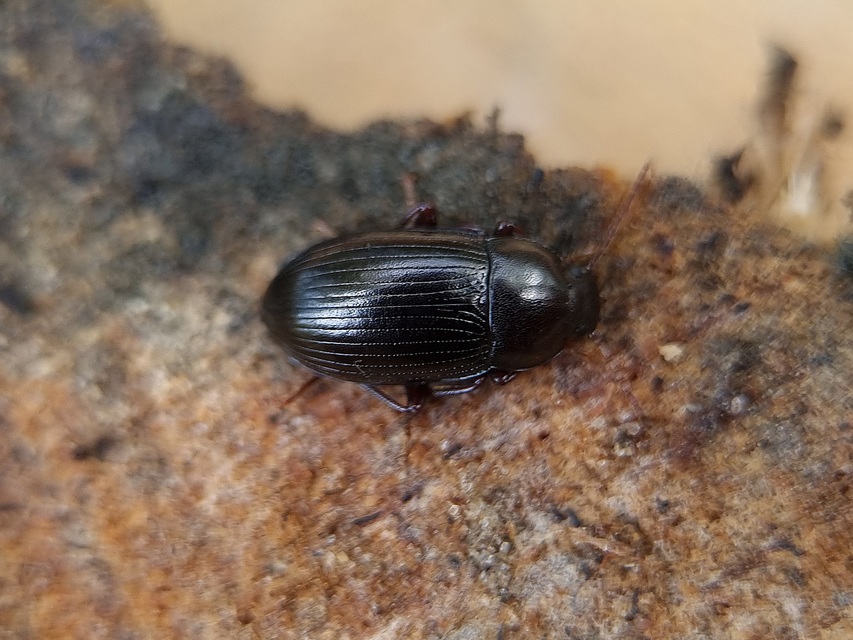 Nalassus dermestoides - rövidszárnyú gyászbogár
