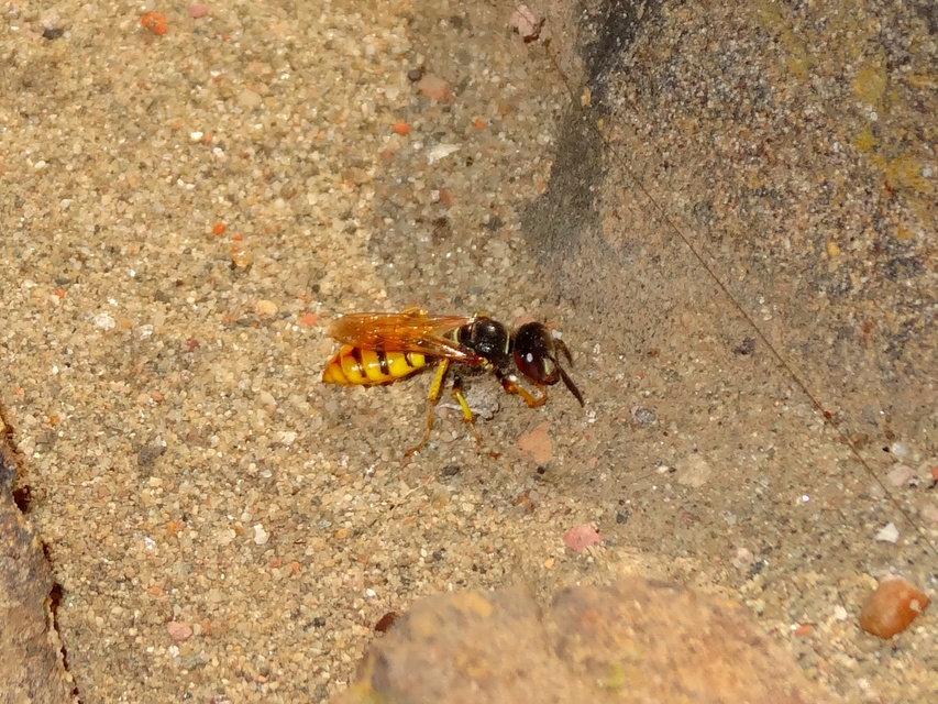 Philanthus triangulum - közönséges méhfarkas