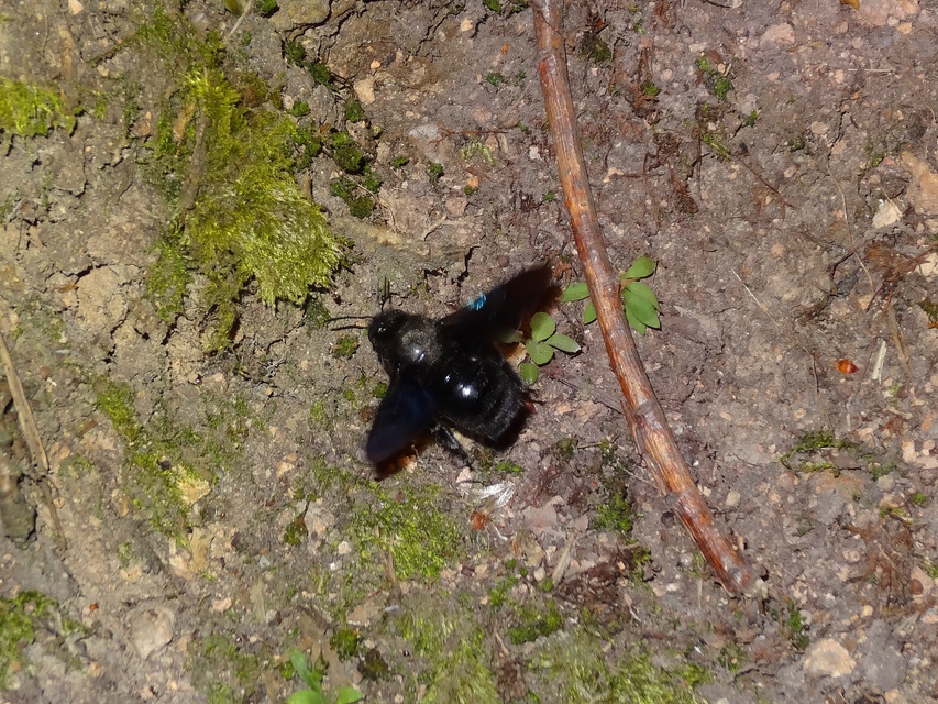 Xylocopa