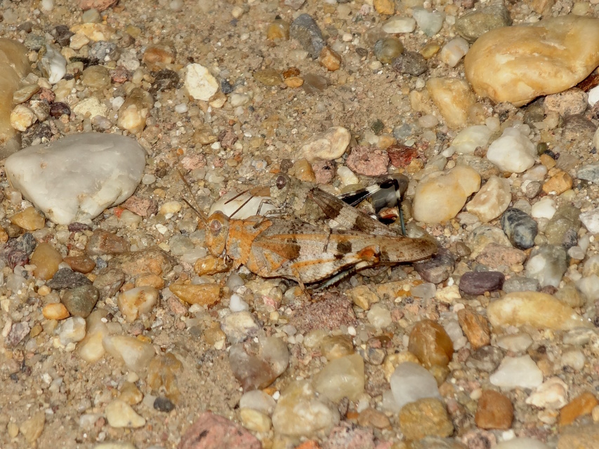 Oedipoda caerulescens - kékszárnyú sáska