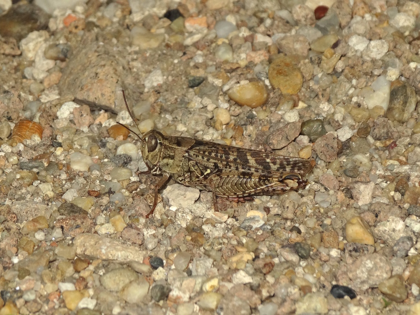 Calliptamus italicus - olaszsáska