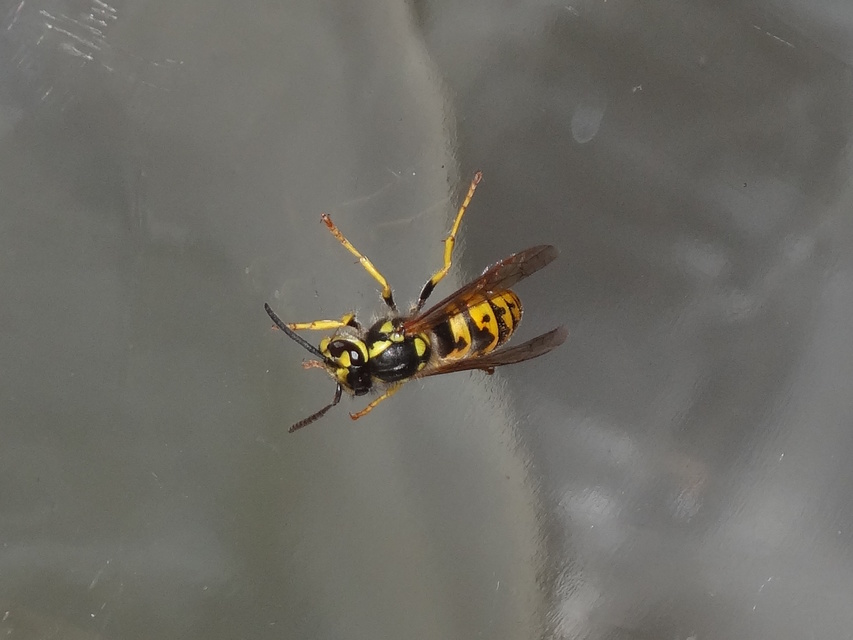 Vespula