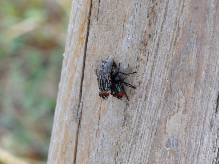 Sarcophagidae - húslégyfélék