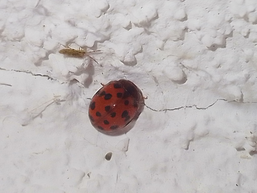 Subcoccinella vigintiquatuorpunctata - lucernaböde