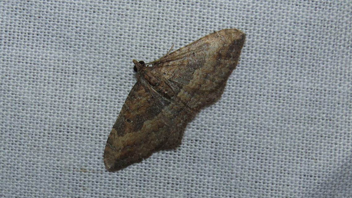 Orthonama obstipata - vándoraraszoló
