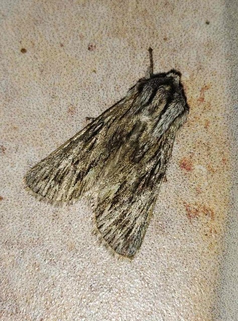 Asteroscopus sphinx - csillagnéző bundásbagoly