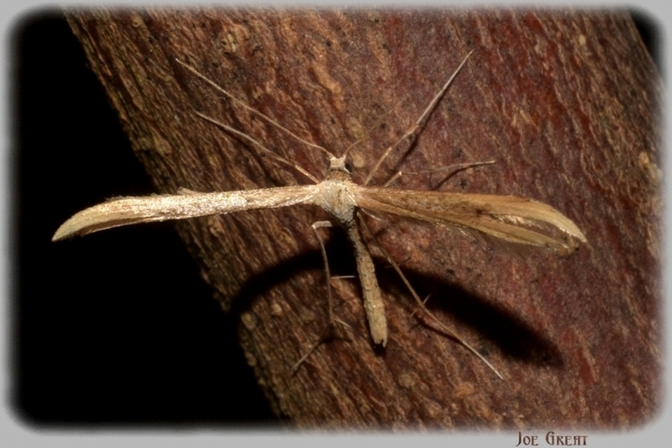 Pterophoridae - tollasmolyfélék