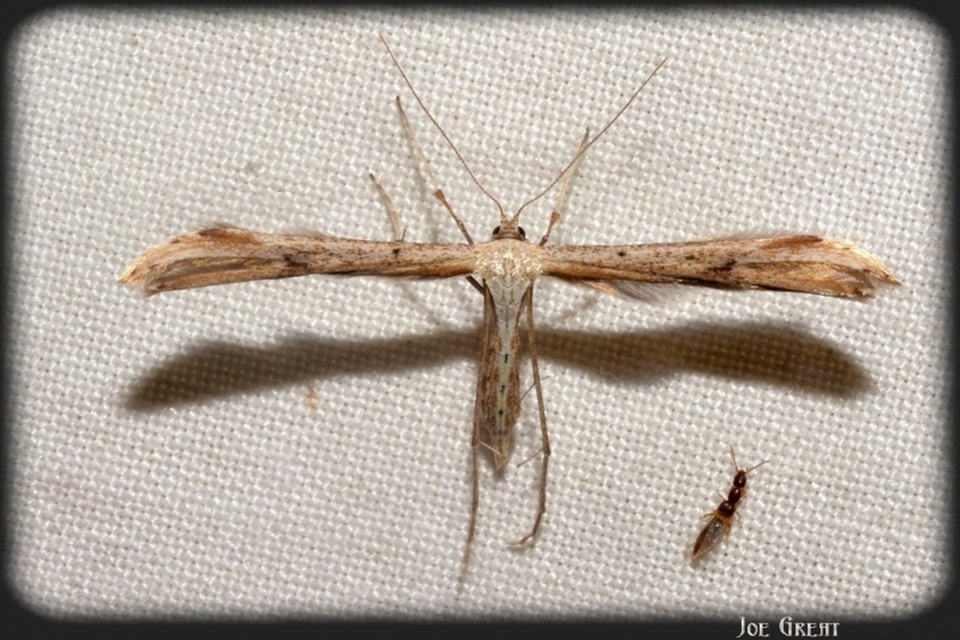 Pterophoridae - tollasmolyfélék