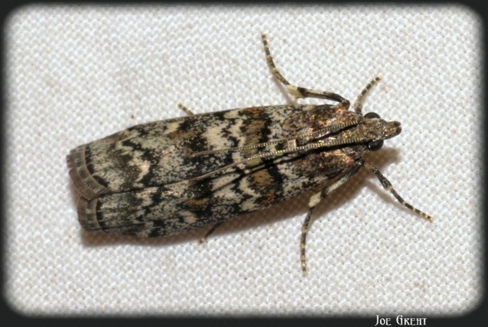 Dioryctria