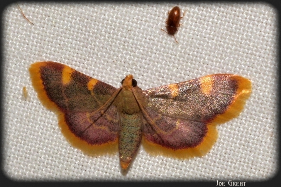 Hypsopygia costalis - szénailonca