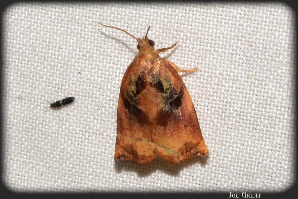 Archips podana - dudvarágó sodrómoly