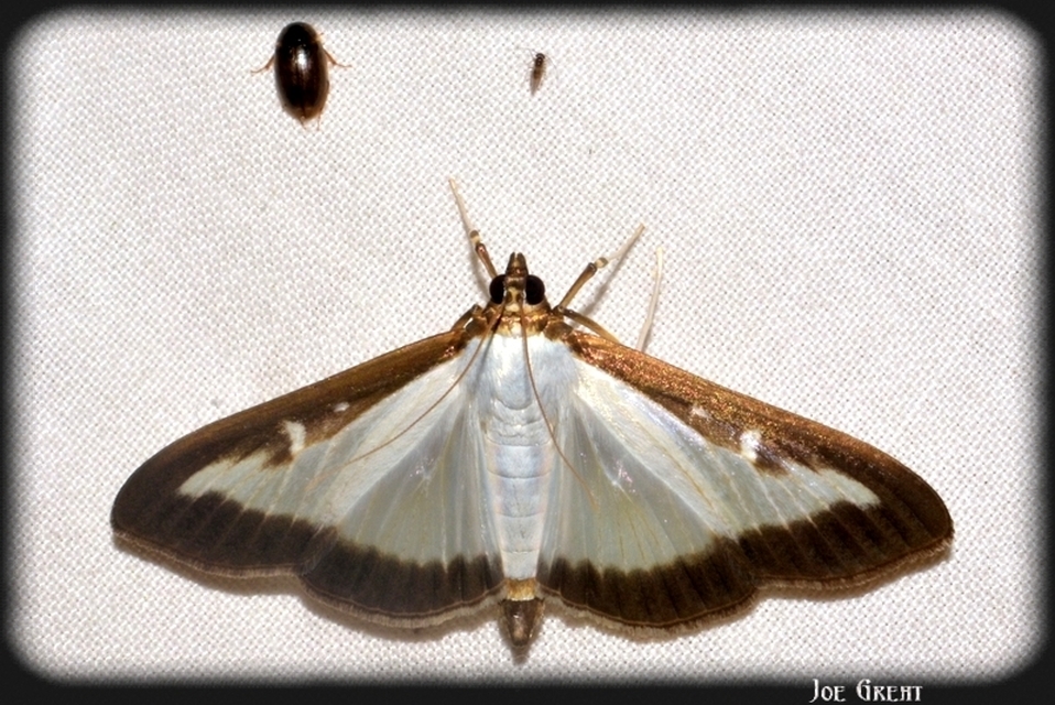 Cydalima perspectalis - puszpáng-tűzmoly