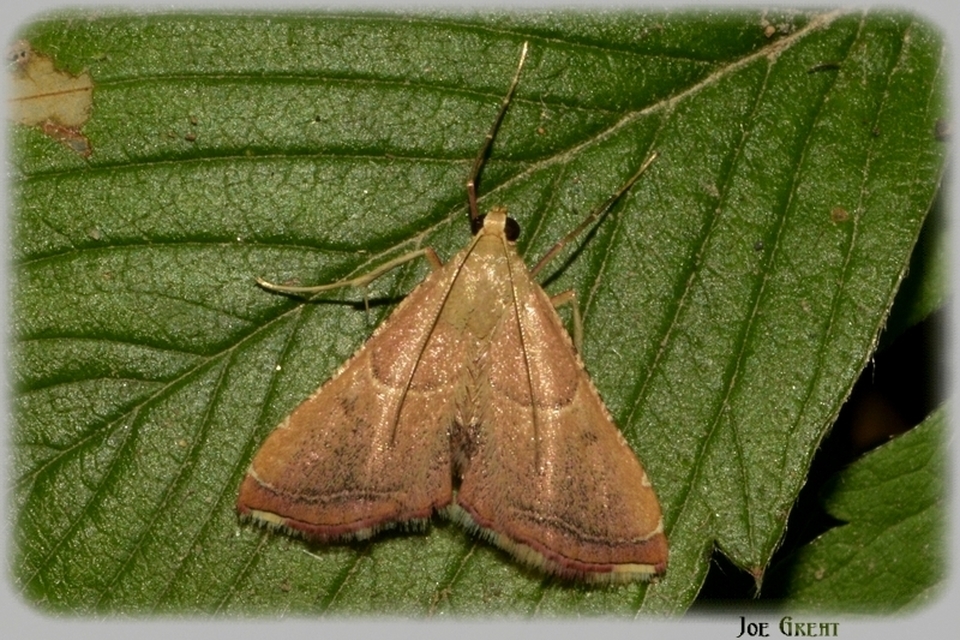 Endotricha flammealis - tüzesszárnyú fényilonca