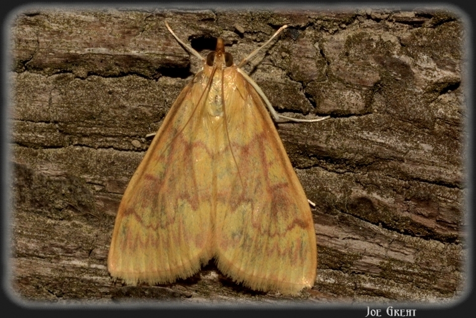 Ostrinia nubilalis - kukoricamoly