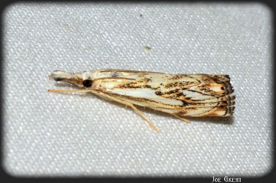 Catoptria falsella - hálós fűgyökérmoly