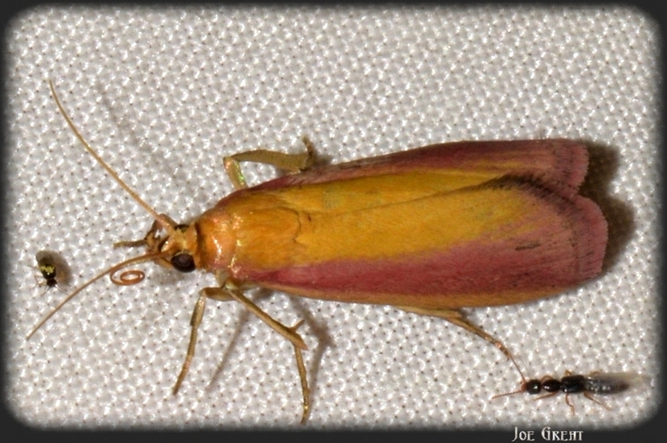 Oncocera semirubella - lucernamoly