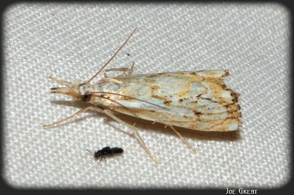 Catoptria falsella - hálós fűgyökérmoly