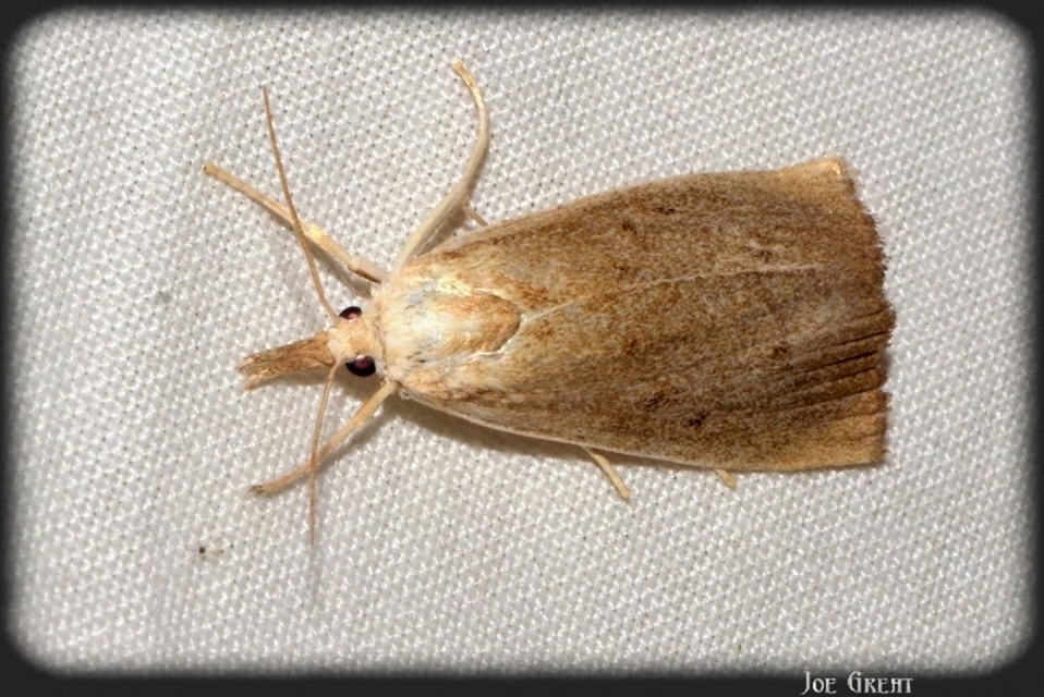 Calamotropha paludella - barna nádlevélmoly