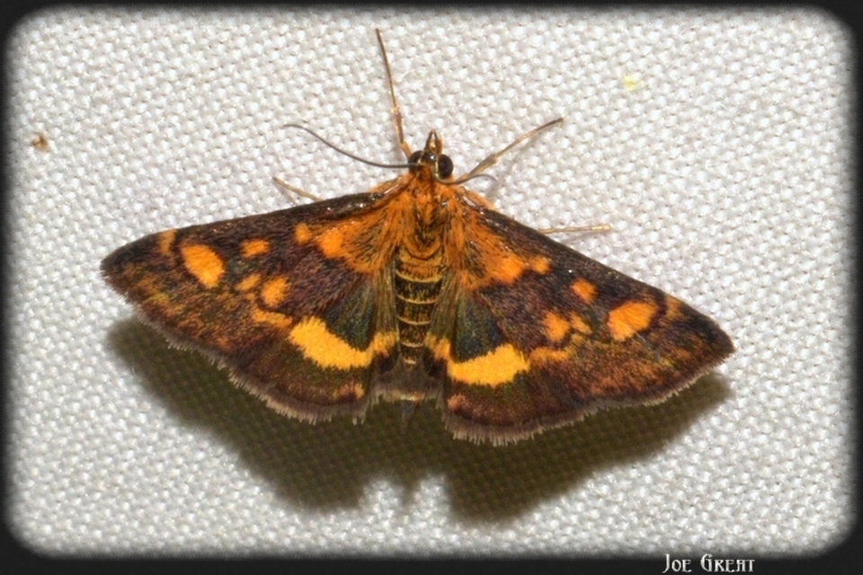 Pyrausta aurata - aranyló bíbormoly