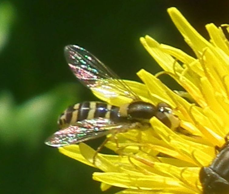 Sphaerophoria