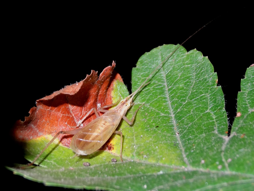 Oecanthus pellucens - pirregőtücsök