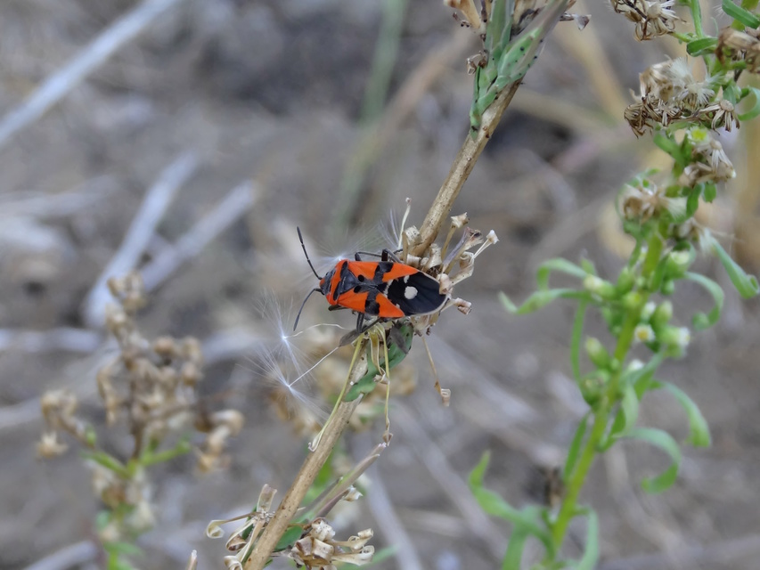 Lygaeus equestris/simulans