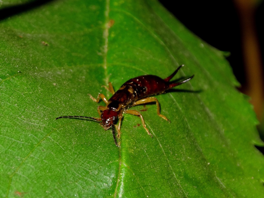 Forficula auricularia - közönséges fülbemászó