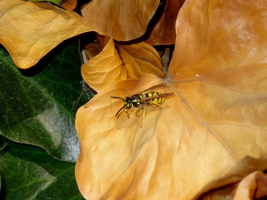 Vespula