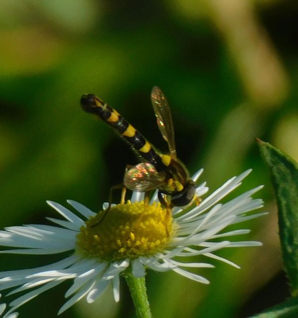 Sphaerophoria