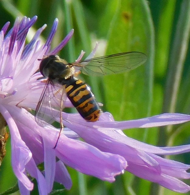 Episyrphus balteatus - ékfoltos zengőlégy