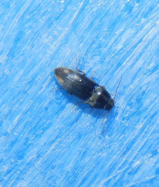 Drasterius bimaculatus - változékony pattanó