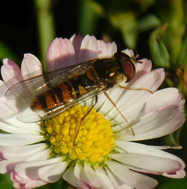 Episyrphus balteatus - ékfoltos zengőlégy