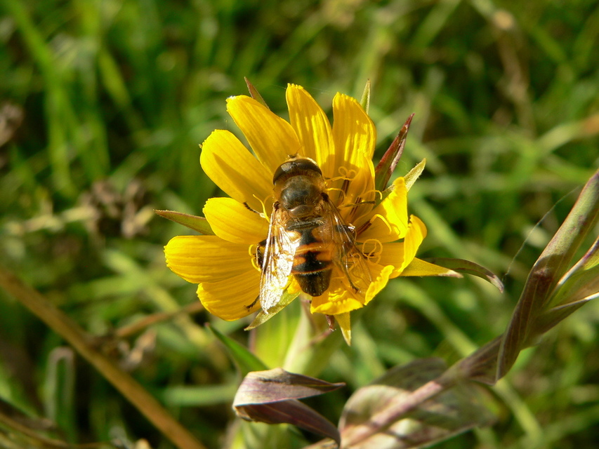 Eristalis tenax - közönséges herelégy