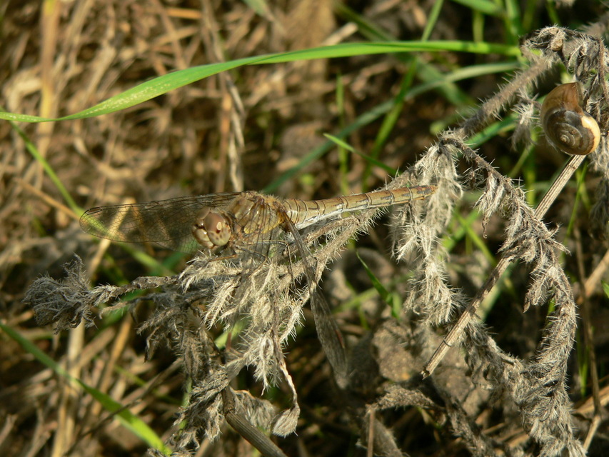 Sympetrum striolatum - harántsávos katona-szitakötő