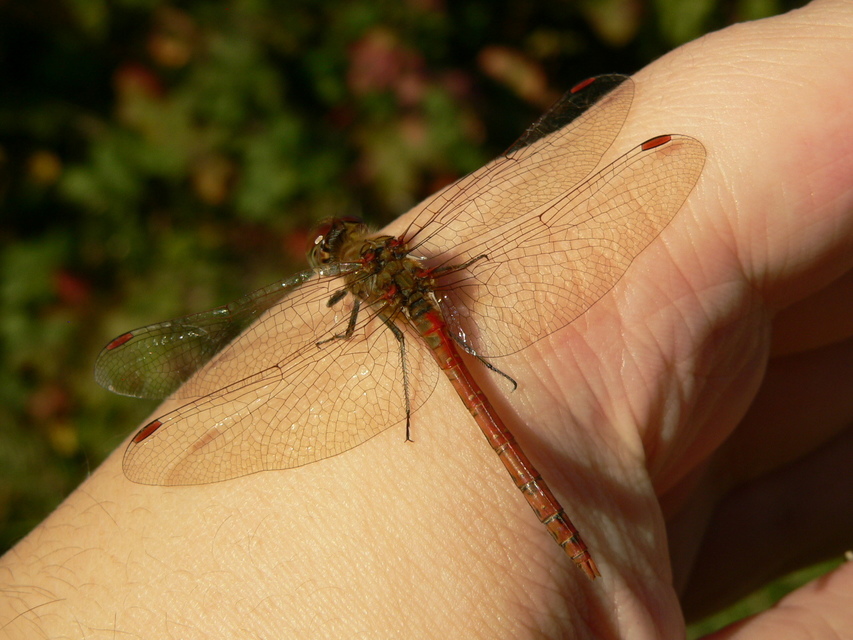 Sympetrum striolatum - harántsávos katona-szitakötő