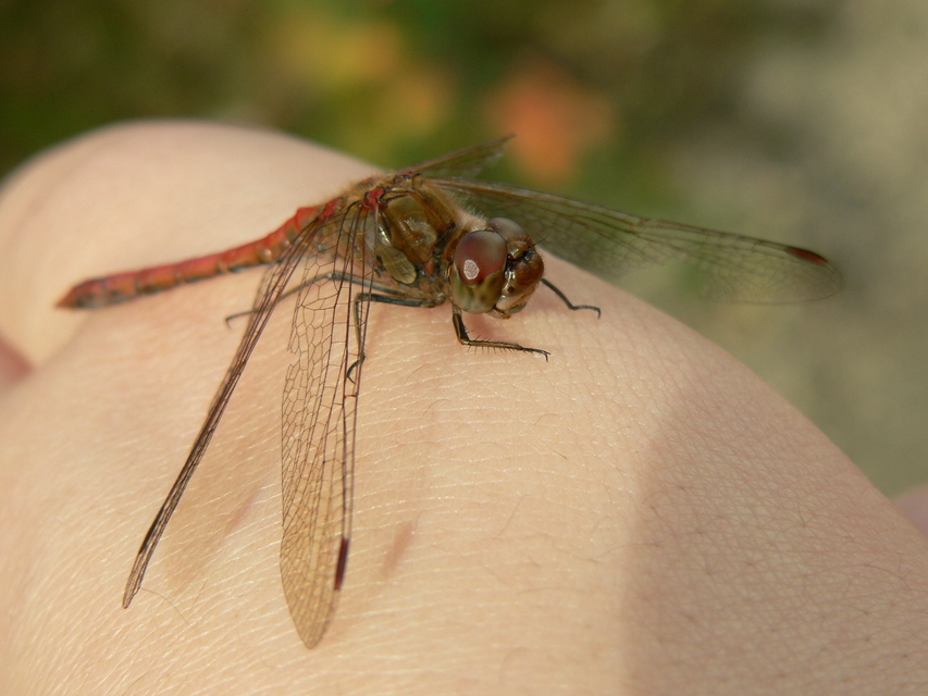 Sympetrum striolatum - harántsávos katona-szitakötő