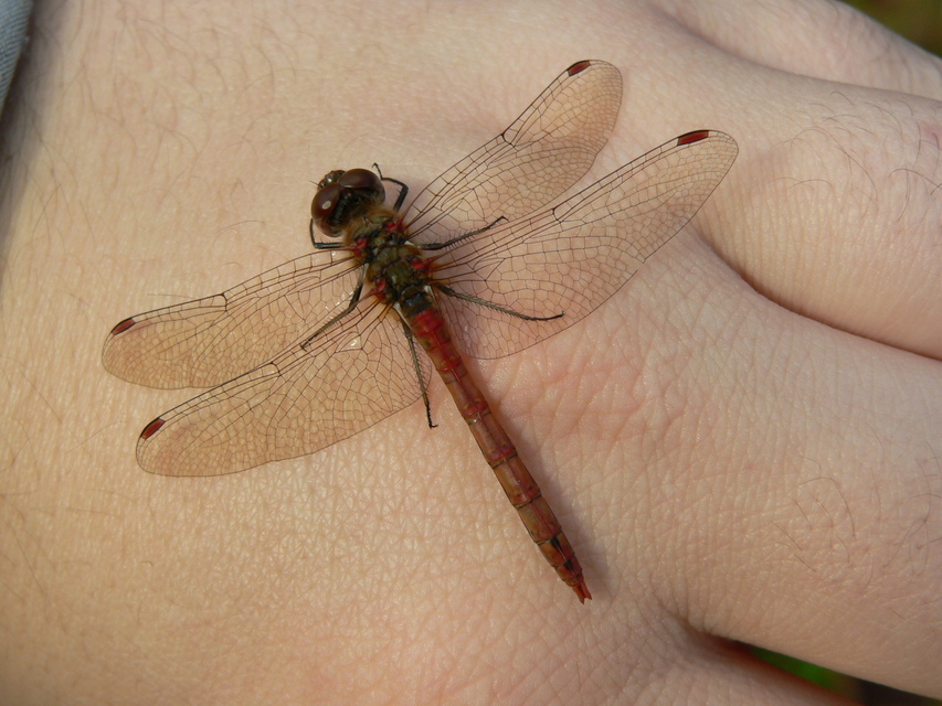 Sympetrum striolatum - harántsávos katona-szitakötő