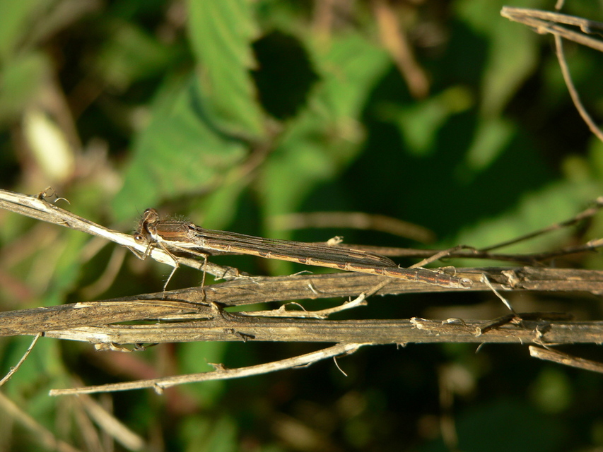 Sympecma fusca - téli rablószitakötő