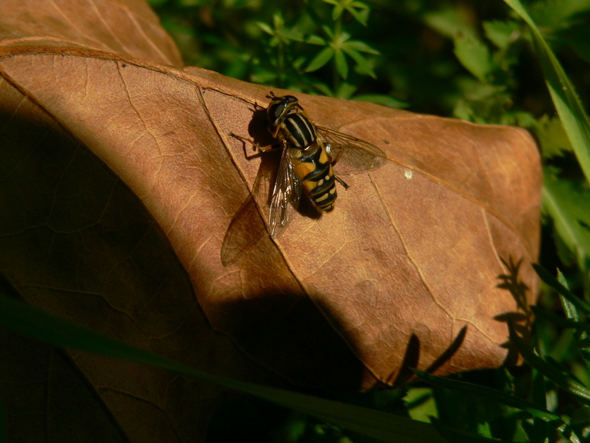 Helophilus pendulus - közönséges mocsárilégy