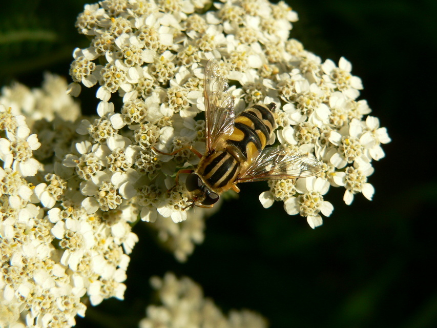 Helophilus trivittatus - nagy mocsárilégy