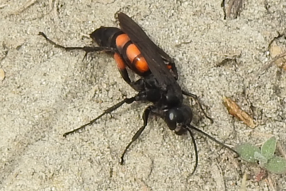 Anoplius viaticus - közönséges útonállódarázs