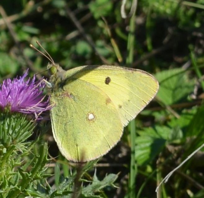 Colias erate - csángó-kéneslepke