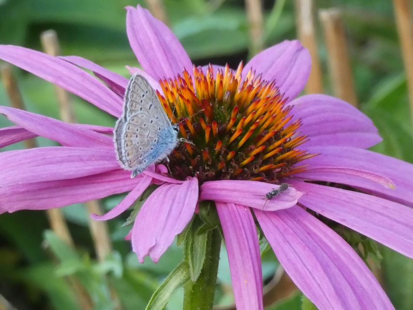 Polyommatus icarus - közönséges boglárka