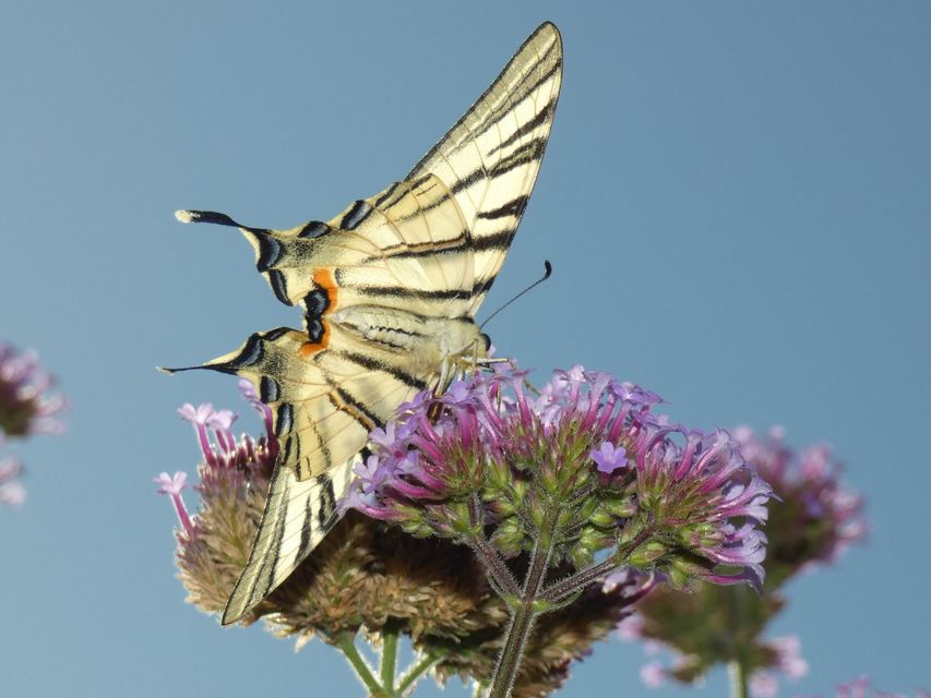 Iphiclides podalirius - kardoslepke