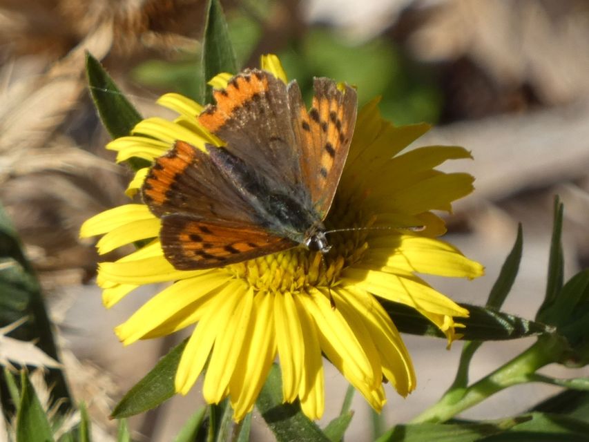 Lycaena phlaeas - közönséges tűzlepke