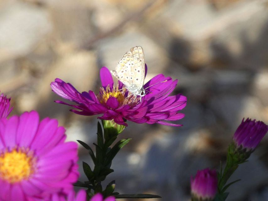 Aricia agestis - szerecsenboglárka