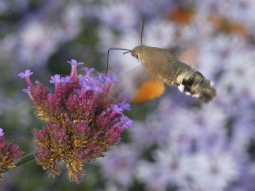 Macroglossum stellatarum - kacsafarkú szender